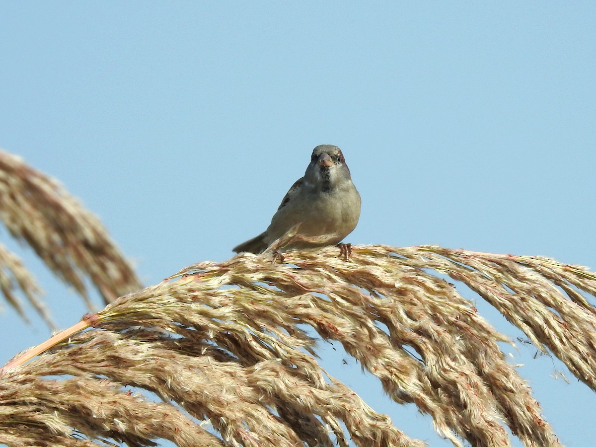 インダススズメ - ML646284886