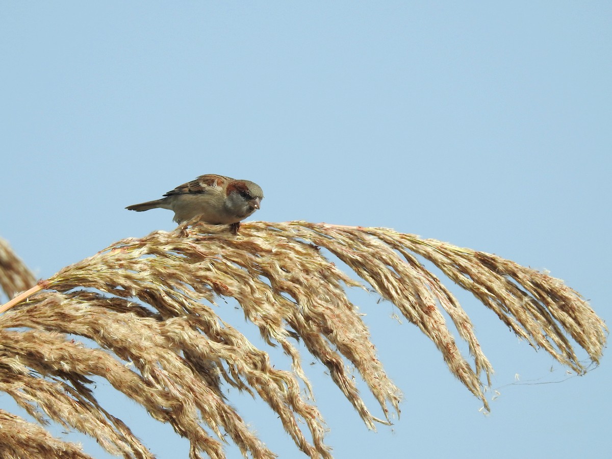 インダススズメ - ML646284887