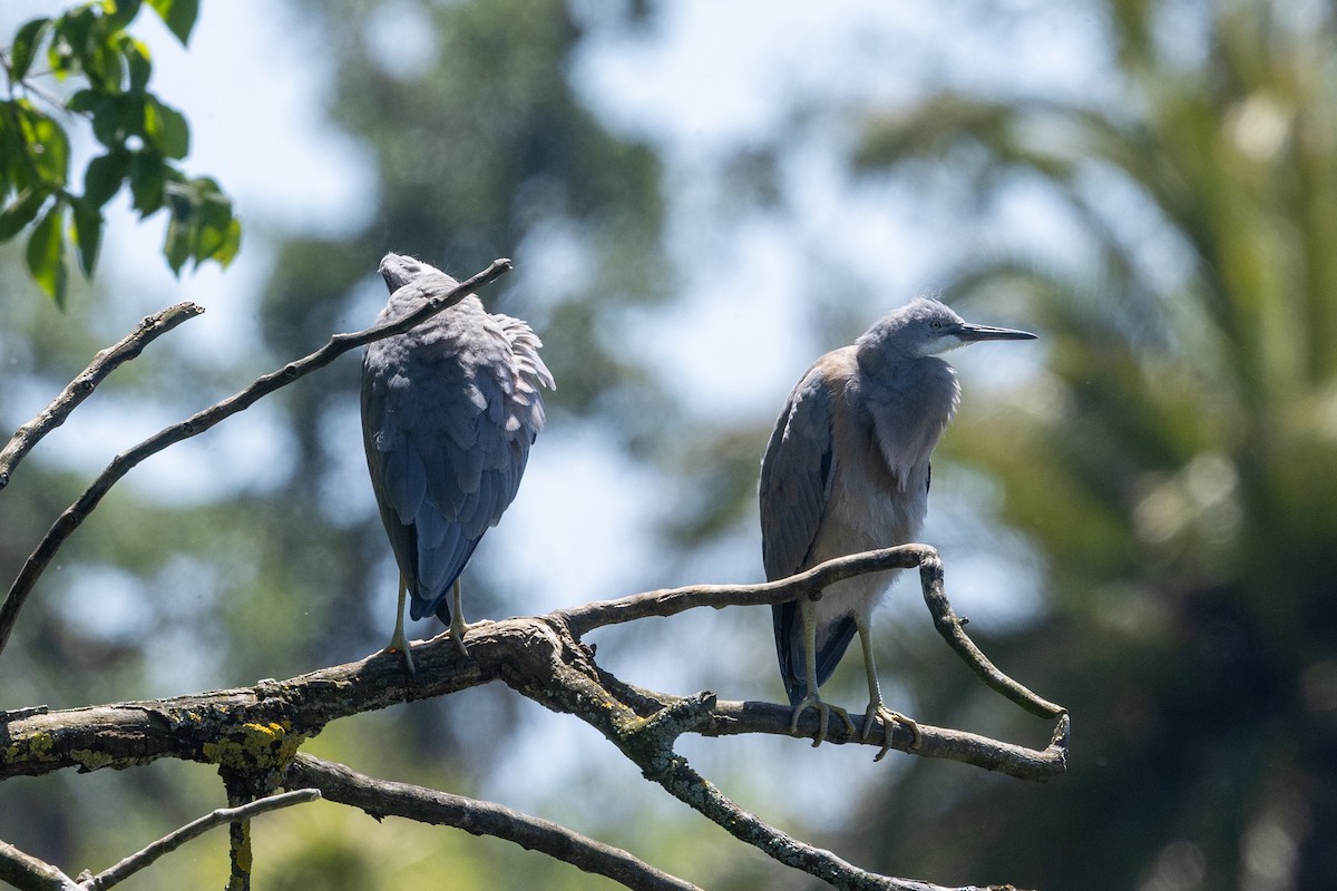 カオジロサギ - ML646284888