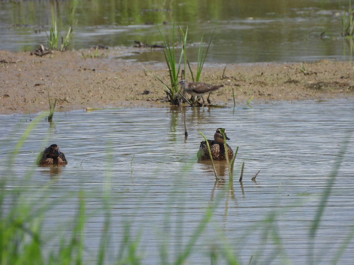 シマアジ - ML646284889