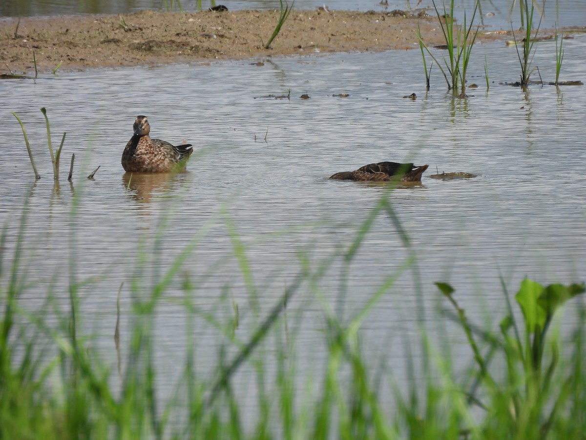 シマアジ - ML646284890