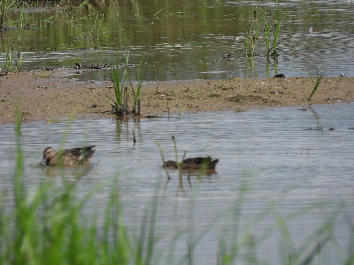 シマアジ - ML646284891