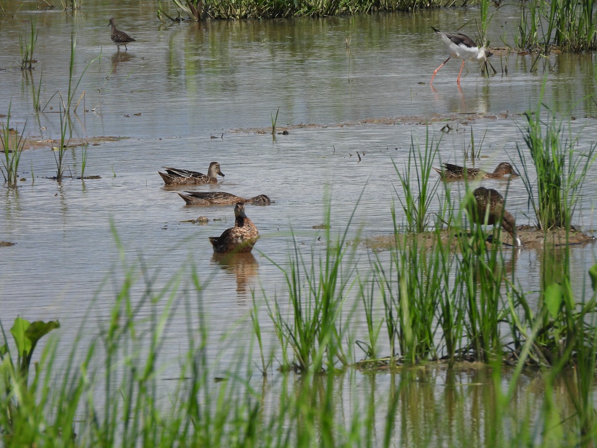 シマアジ - ML646284892