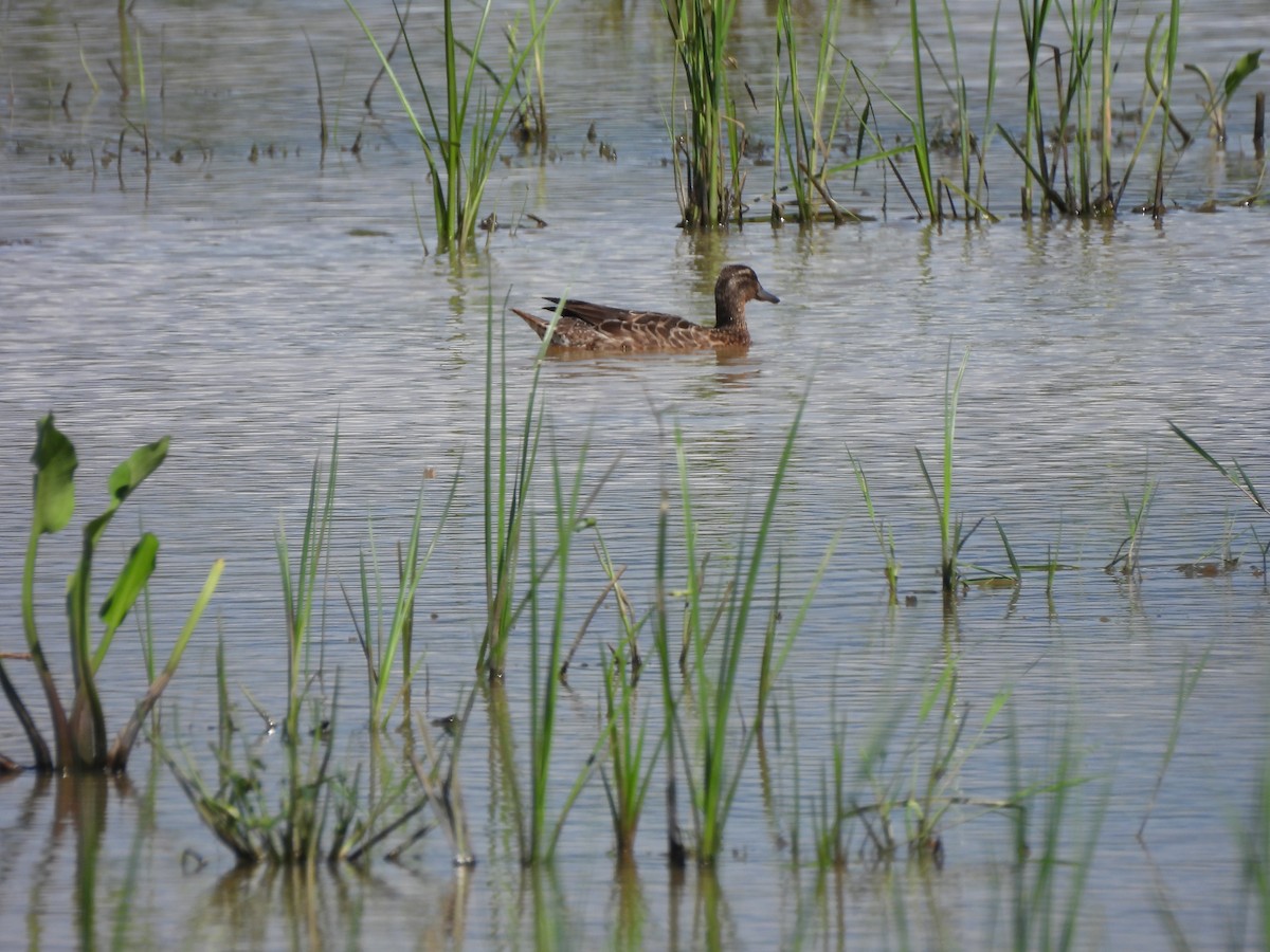 シマアジ - ML646284893