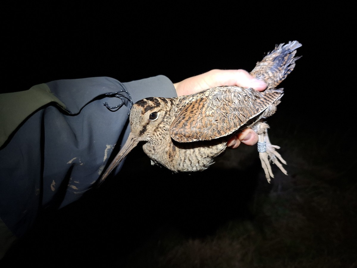 ヤマシギ - ML646284894