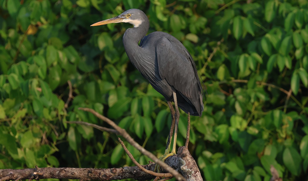 アフリカクロサギ - ML646284895