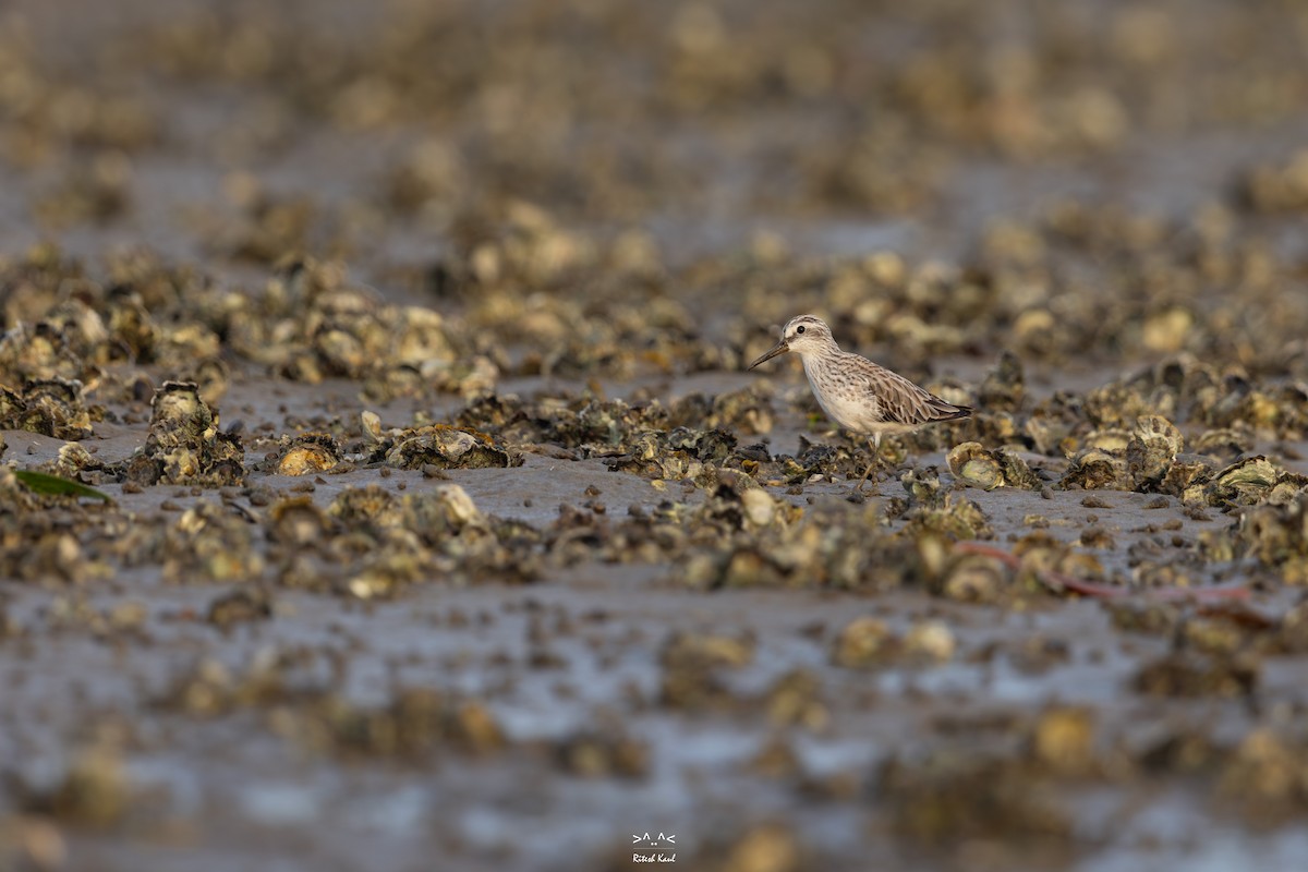 Broad-billed Sandpiper - ML646284896