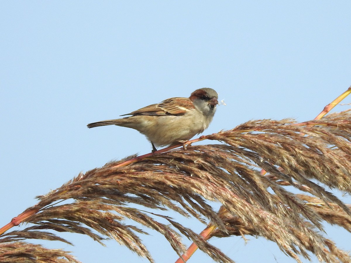 インダススズメ - ML646284899