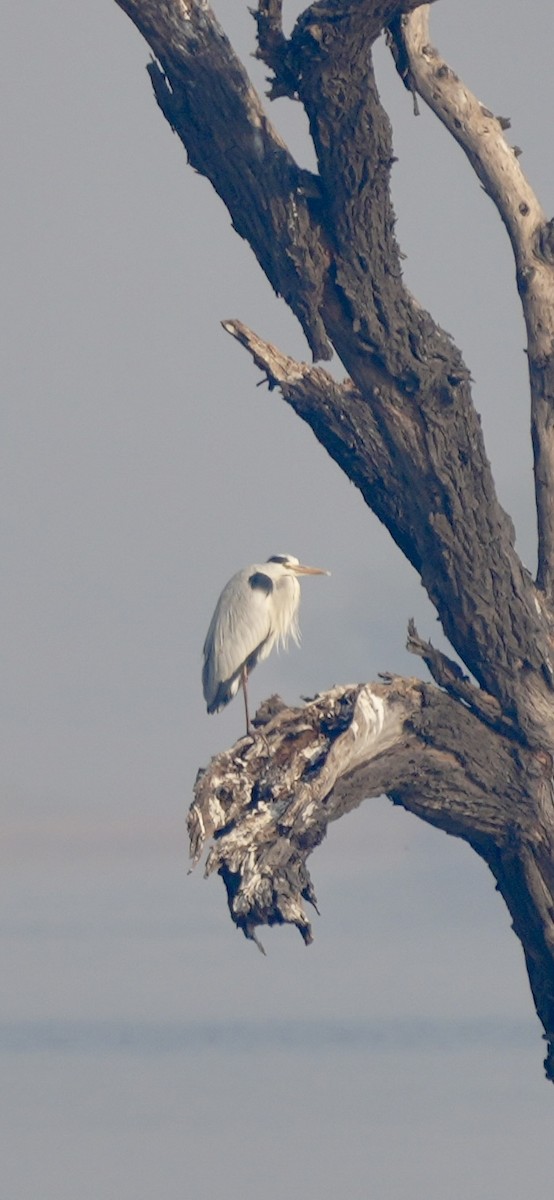 アオサギ - ML646284900