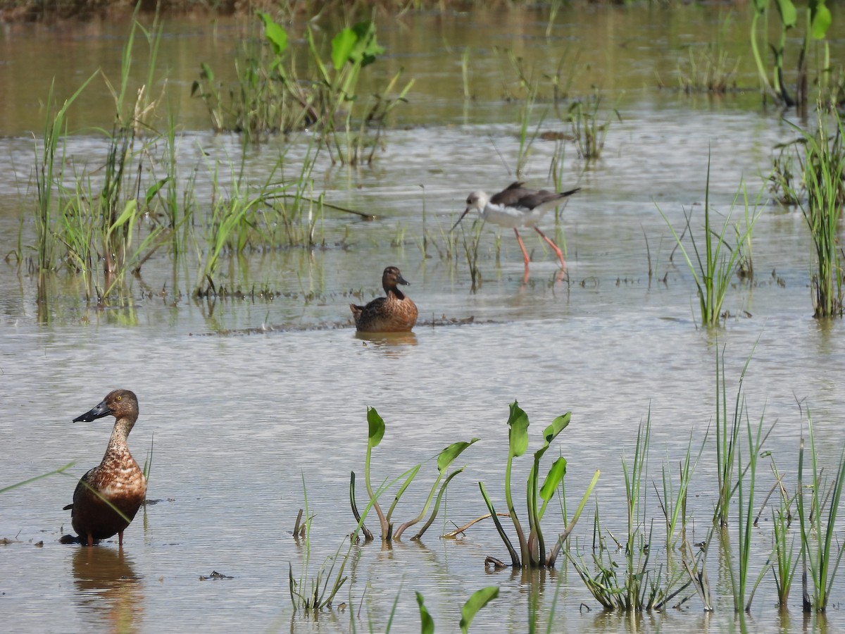 ハシビロガモ - ML646284901