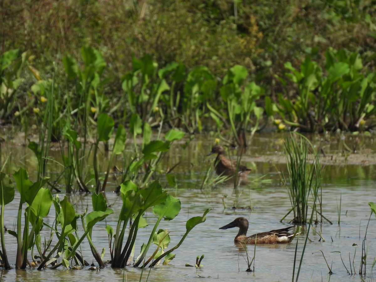 ハシビロガモ - ML646284902