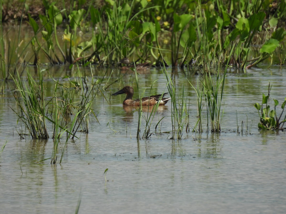 ハシビロガモ - ML646284903