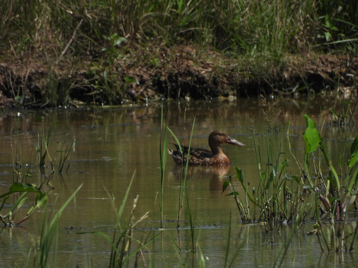 ハシビロガモ - ML646284904