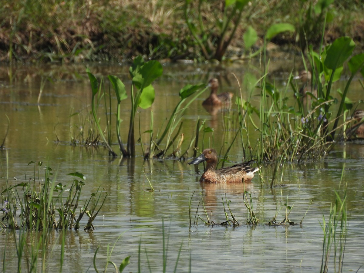 ハシビロガモ - ML646284905