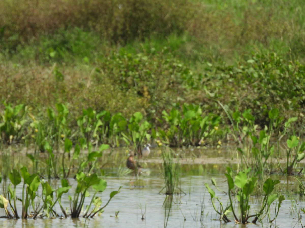 ハシビロガモ - ML646284906