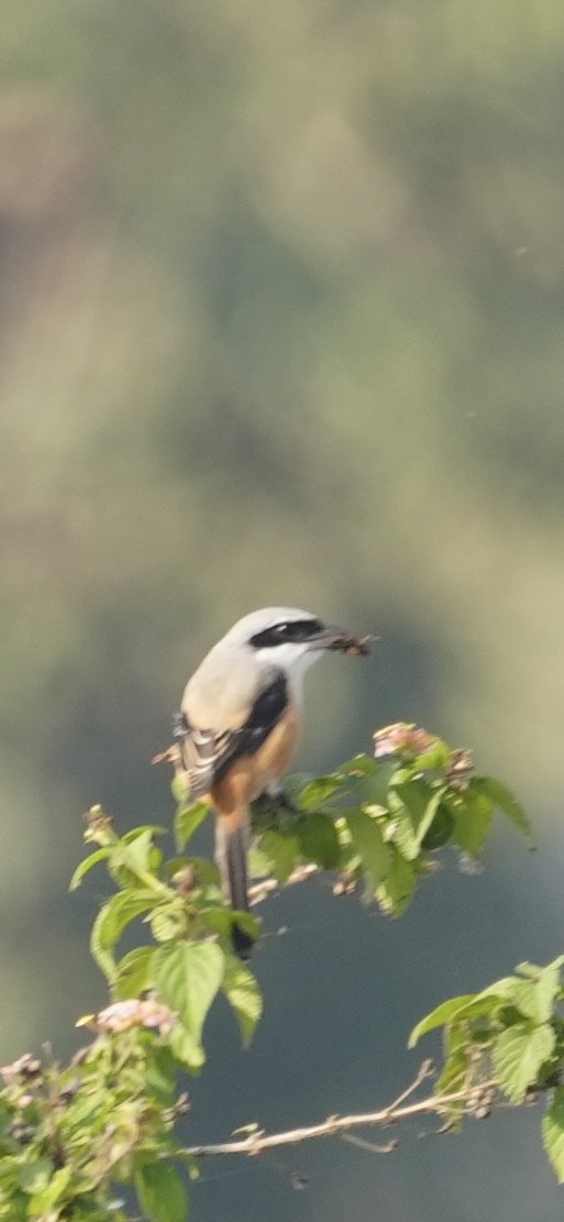 タカサゴモズ - ML646284907