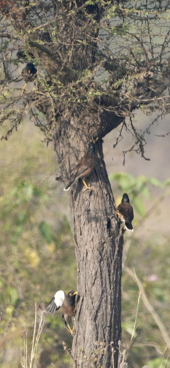 インドハッカ - ML646284908