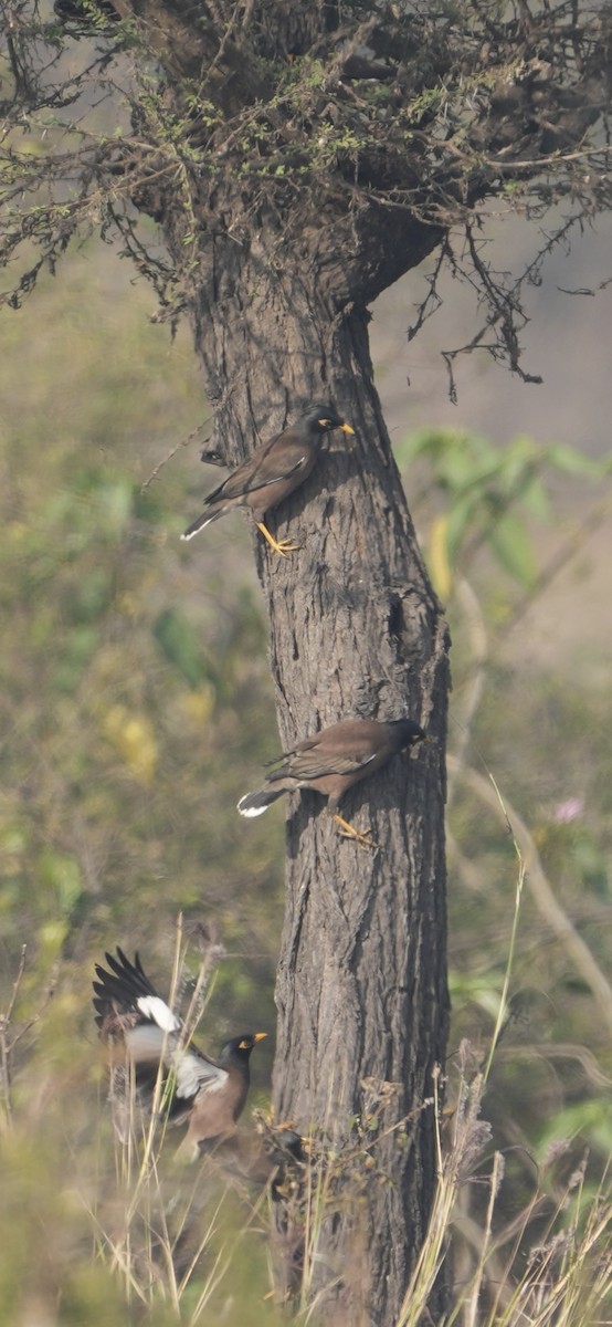 インドハッカ - ML646284909