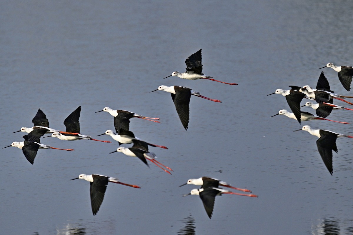 セイタカシギ - ML646284910