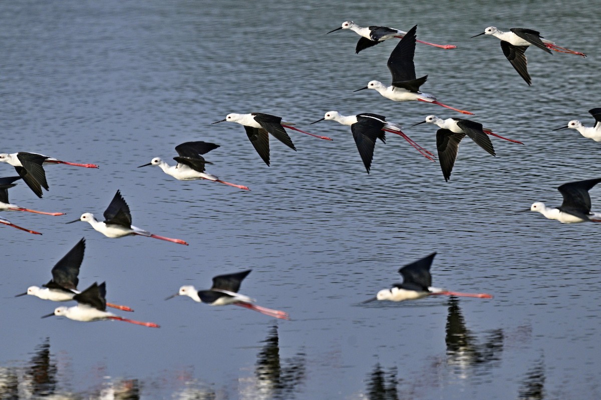 セイタカシギ - ML646284911