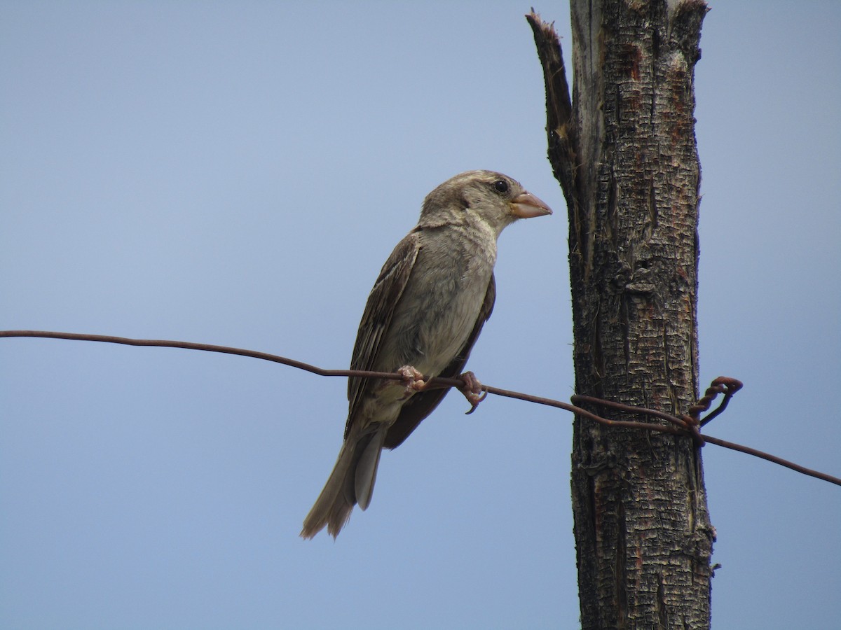 イエスズメ - ML646284912