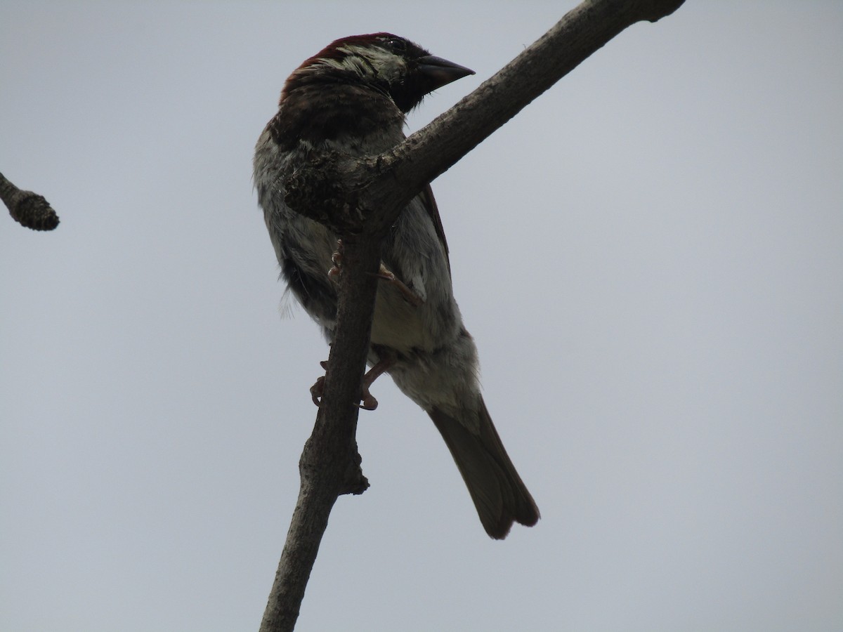 イエスズメ - ML646284913