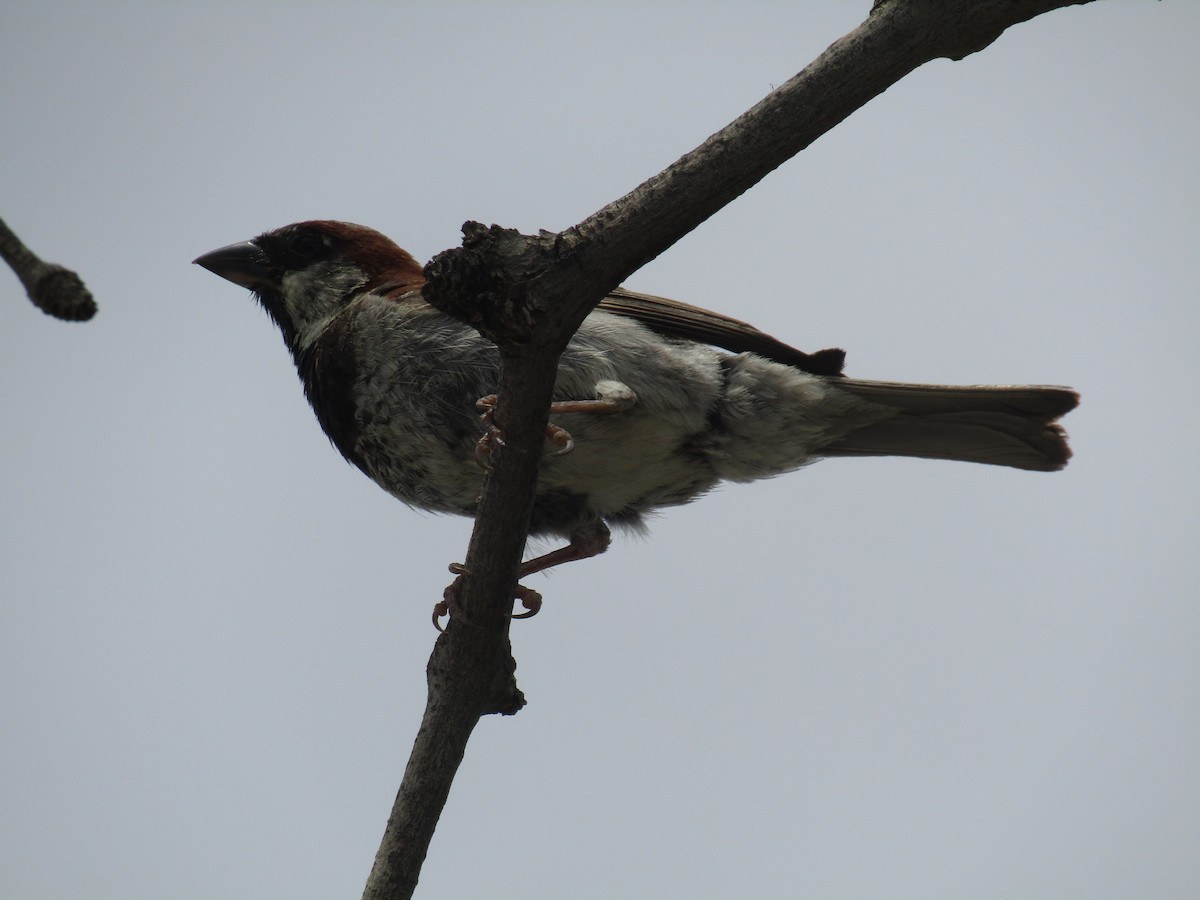 イエスズメ - ML646284914