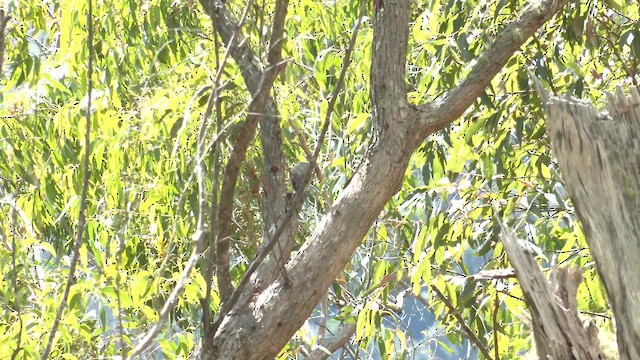 ハイイロモズツグミ - ML646284916