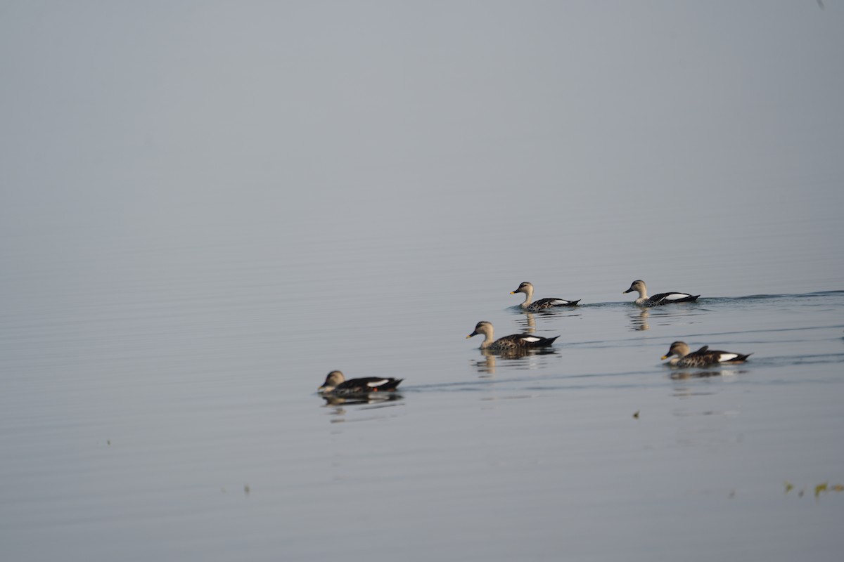 アカボシカルガモ - ML646284917