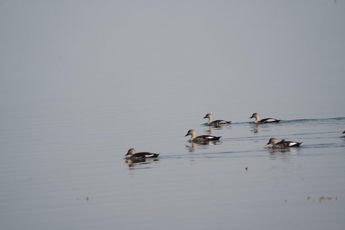 アカボシカルガモ - ML646284918