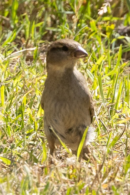 イエスズメ - ML646284919