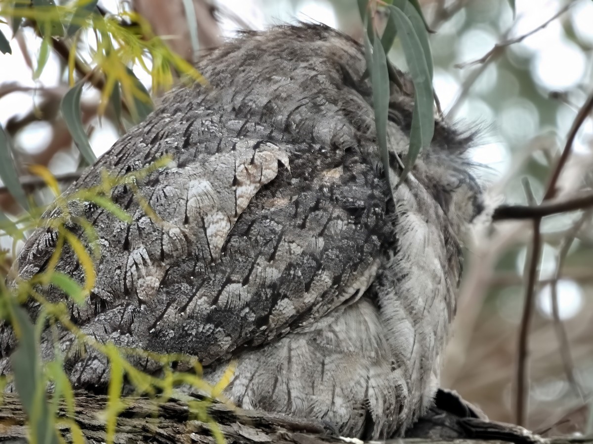 Podargo Australiano - ML646284920