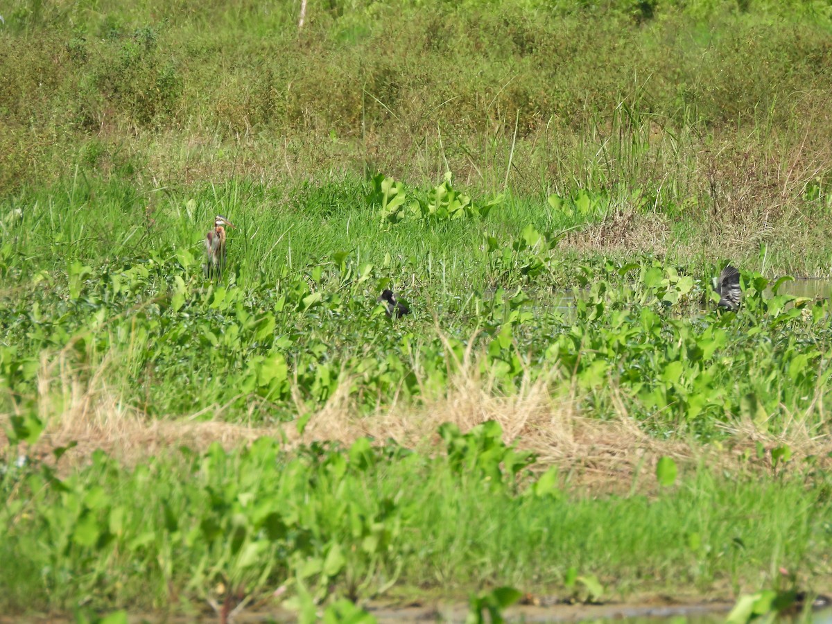 Eurasian Coot - ML646284922