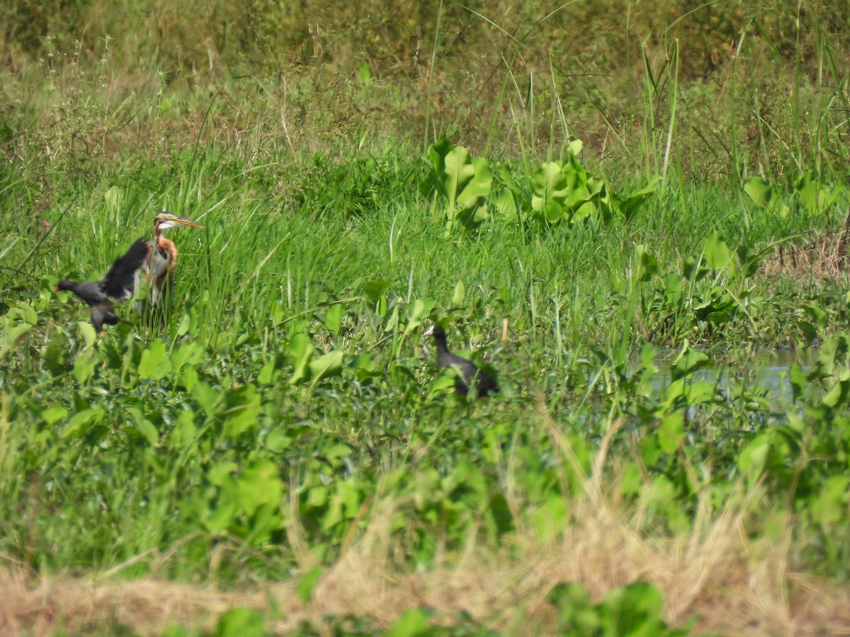 Eurasian Coot - ML646284923