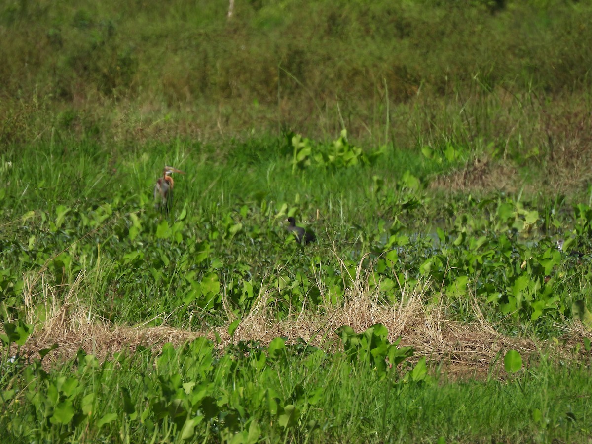 Eurasian Coot - ML646284924