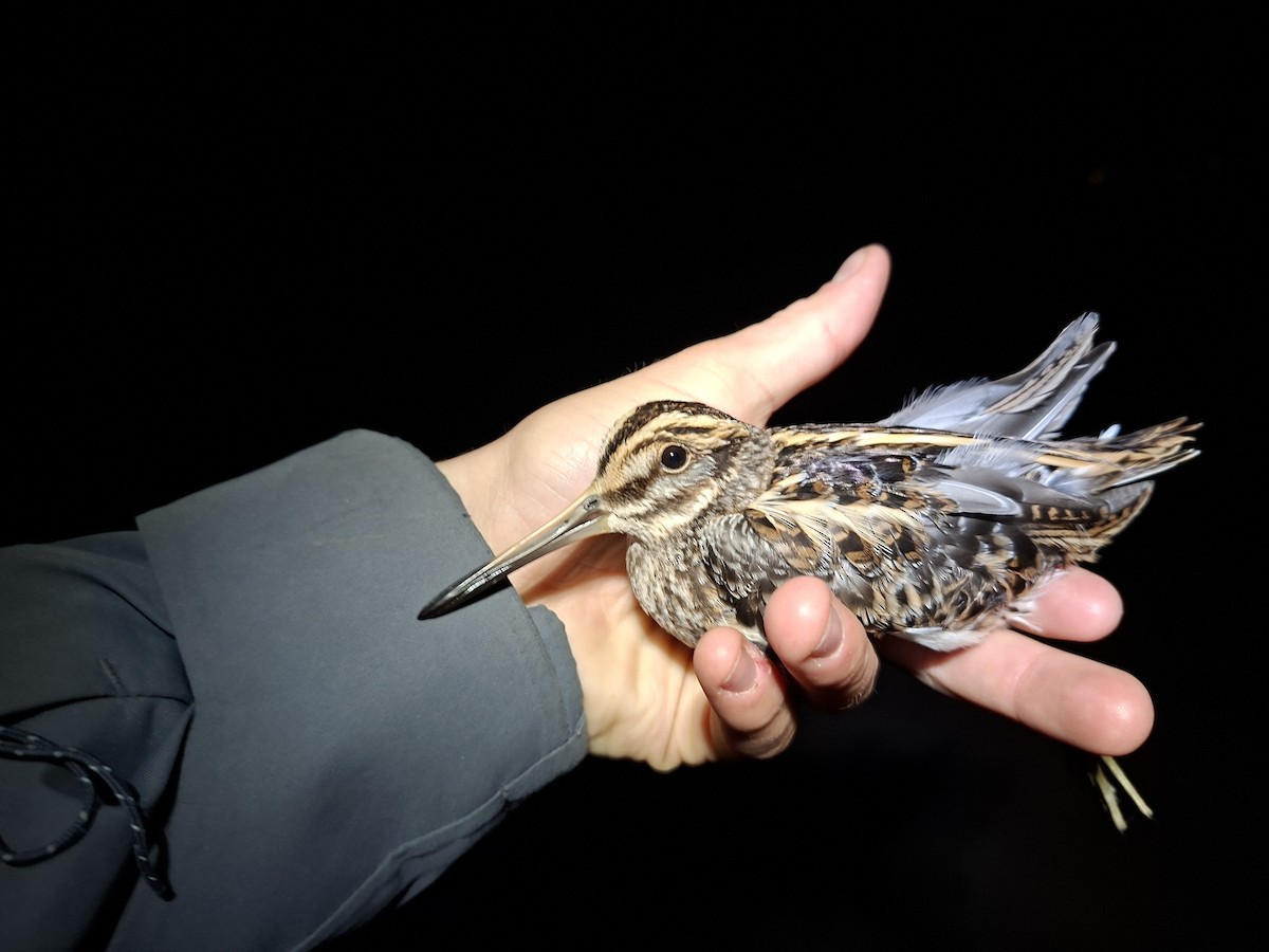 Jack Snipe - ML646284930