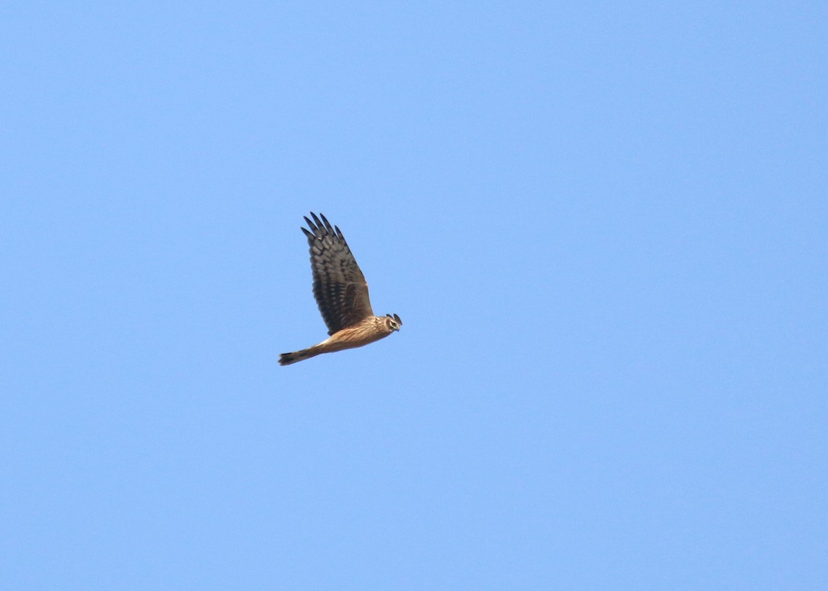 ハイイロチュウヒ - ML646284937