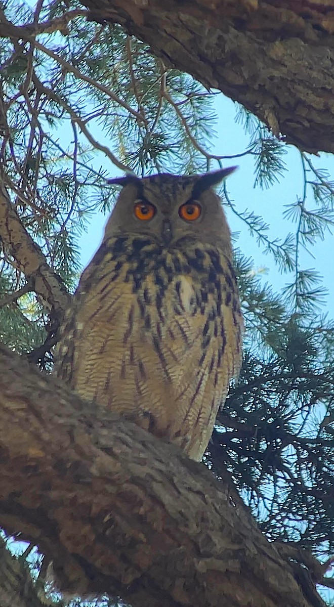 ワシミミズク - ML646284940