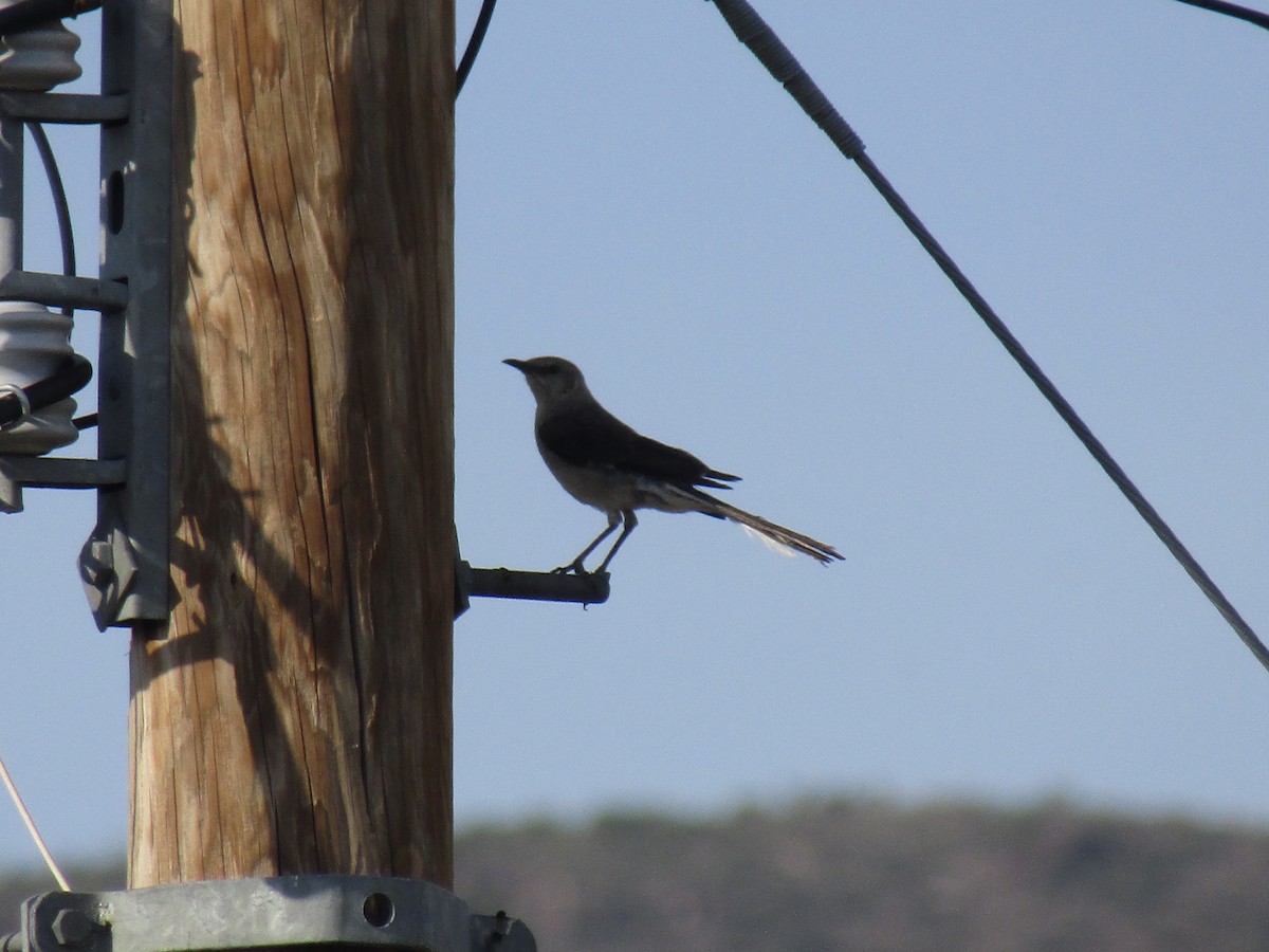 マネシツグミ - ML646284942