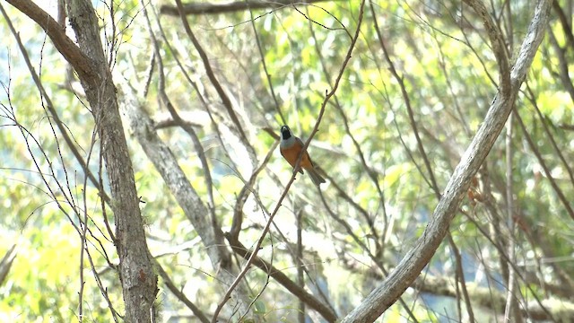 カオグロカササギビタキ - ML646284943