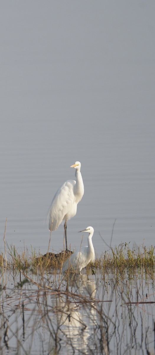 コサギ - ML646284944