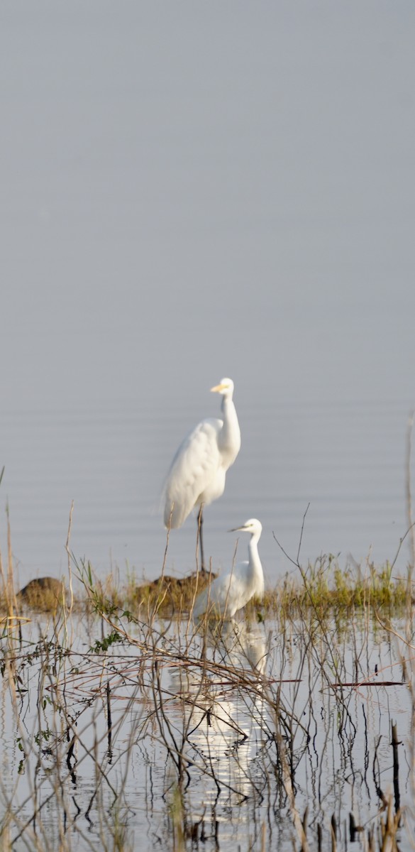 コサギ - ML646284945