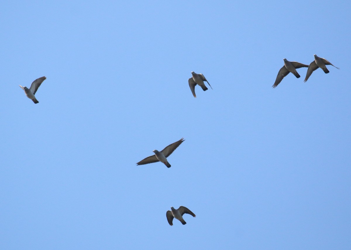 ヒメモリバト - ML646284947