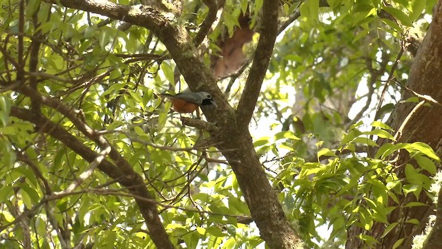 カオグロカササギビタキ - ML646284948