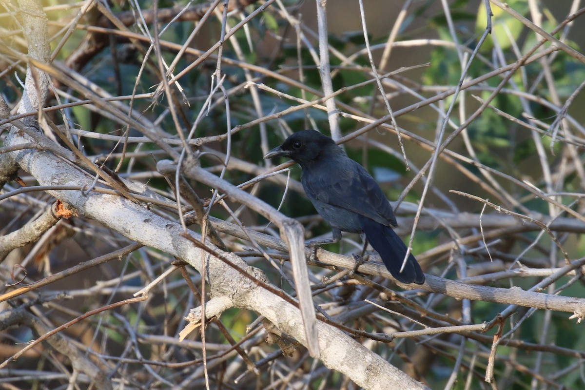 スレートナキヤブモズ - ML646284949