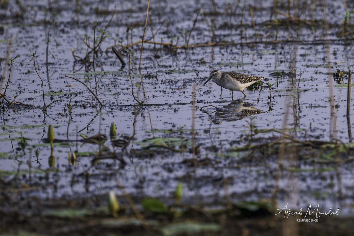 タカブシギ - ML646284952