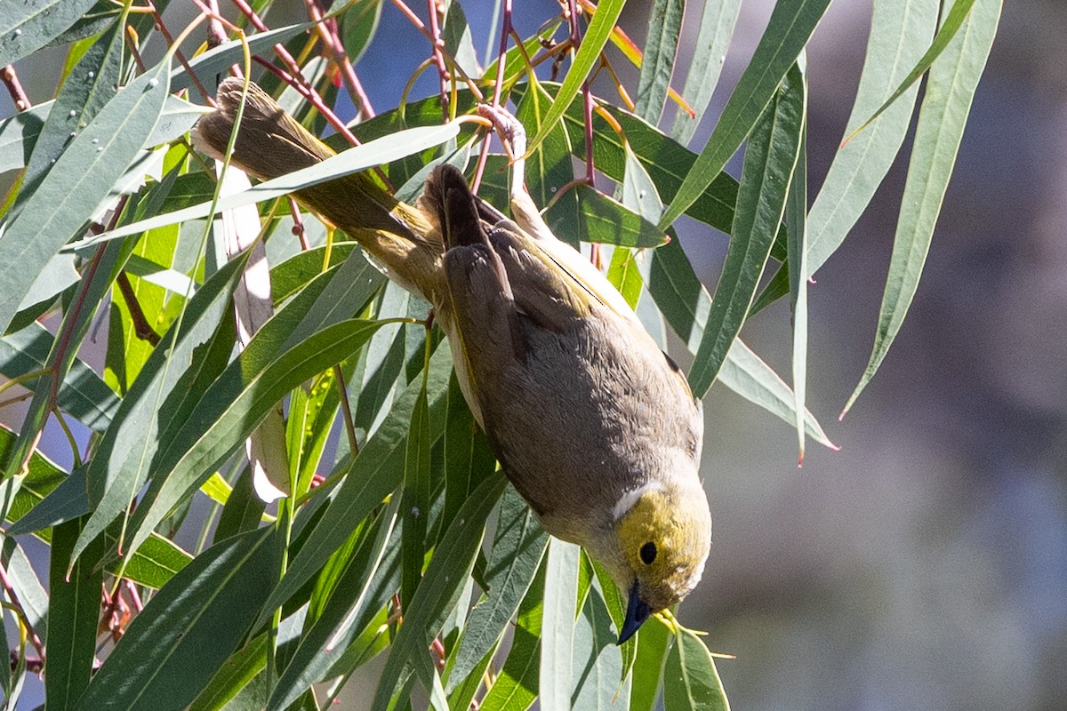 ミミジロコバシミツスイ - ML646284953
