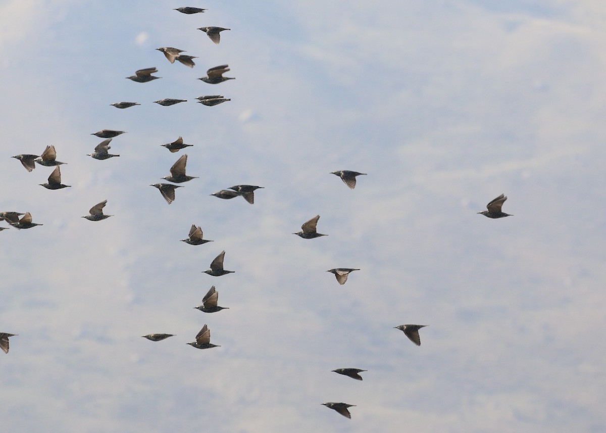 ホシムクドリ - ML646284954