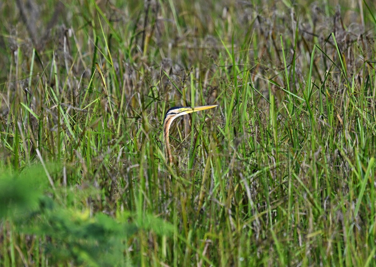 ムラサキサギ - ML646284955