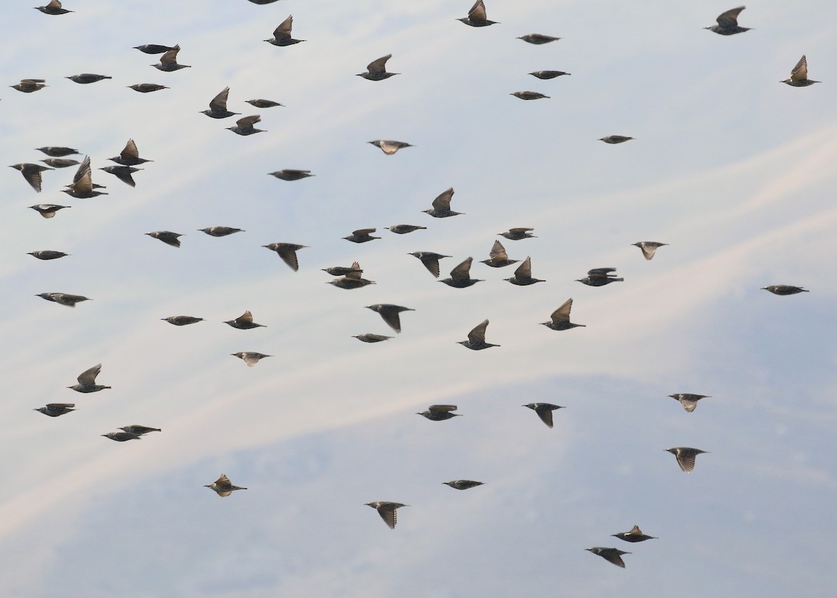 ホシムクドリ - ML646284956